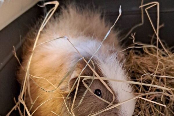 Terug naar huis na de castratie, er was niks aan de hand