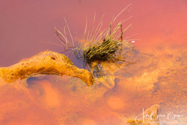 Hier groeit wel weer wat in het water