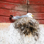 Het hele stadje sit hier vol mee, je ruikt zo ook best!