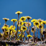 Senja, na de tunnel!