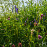 Zo mooi al die wilde bloemen