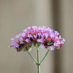Met 100-400 mm