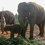 Een hoogtepunt, het Pinnawala olifantenweeshuis