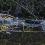 Jij helemaal wegwezen!