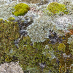 Mos op een oude brug, als je goed kijkt is dat zo mooi!