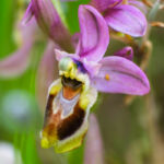 Een prachtige wilde orchidee