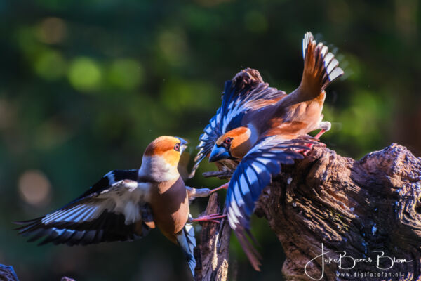 Appelvinken zijn het niet met elkaar eens!