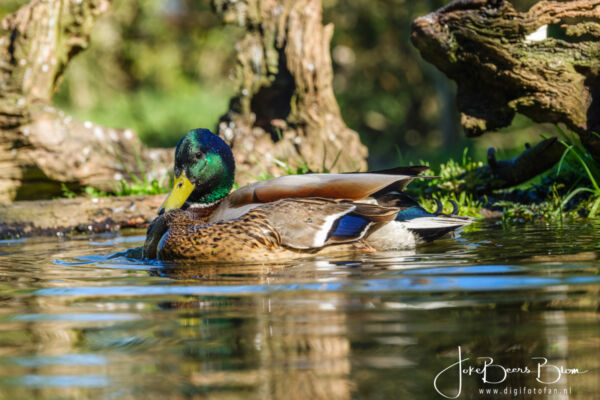 Eendenliefde, nou liefde .........