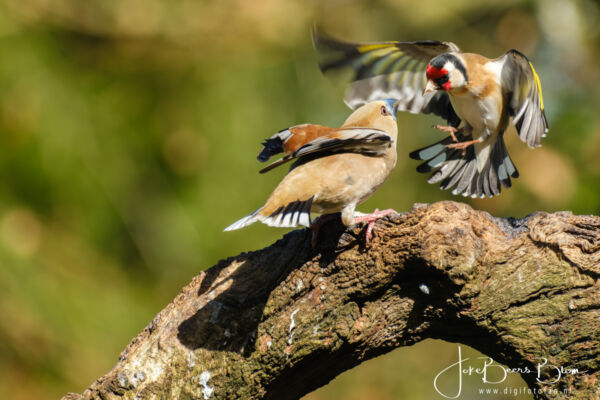Appelvink en putter onenigheid
