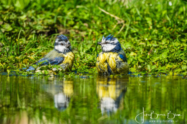 Pimpelmeesjes, hoe schattig is dit!