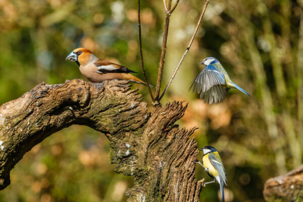 Appelvink, koolmees en pimpelmees