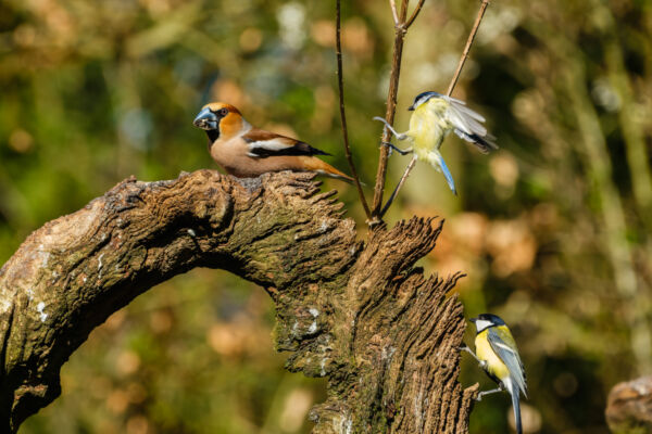 Appelvink, koolmees en pimpelmees
