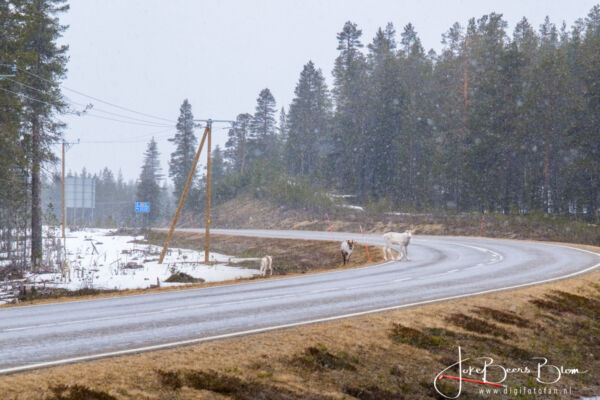 27 04 2026 012 Omgeving Ivalo