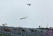 wpid13871-25-04-2014-045-Robbentocht.jpg