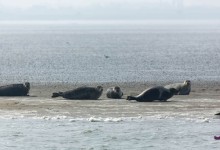 De zeehondjes