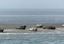 wpid13879-25-04-2014-069-Robbentocht.jpg
