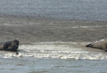 wpid13883-25-04-2014-074-Robbentocht.jpg