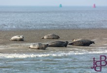 wpid13899-25-04-2014-103-Robbentocht.jpg