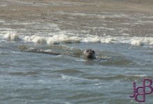 wpid13903-25-04-2014-107-Robbentocht.jpg