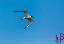 wpid13911-25-04-2014-127-Robbentocht.jpg