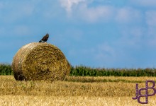 Ook hier maken de wolken de achtergrond wat interessanter
