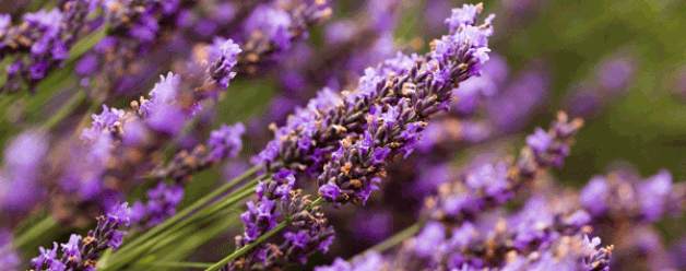 Fotoalbum Frankrijk staat op Flickr