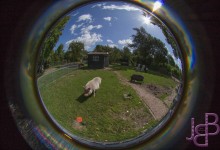 De zwijntjes wilden niet dichtbij komen helaas