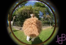 Aparte beesten trouwens en zo zacht