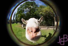 Nieuwsgierig geitje snuffelde letterlijk aan de lens