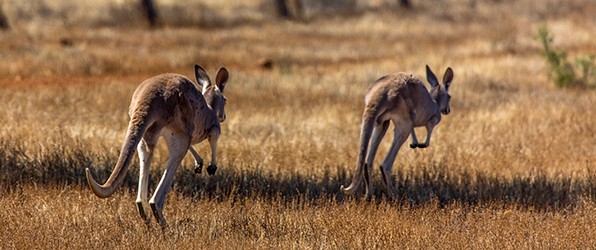 Een nieuw Australisch avontuur 3