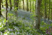 Engeland dichtbij Sidmouth