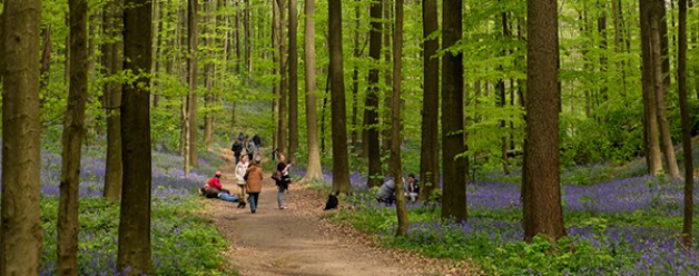 Boshyacinten in het Hallerbos
