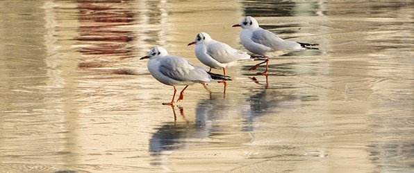 Sony Alpha A6000 ICL systeemcamera