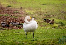 400 mm f/5,6 1/200e sec