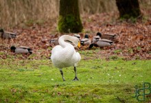 400 mm f/5,6 1/200e sec