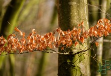 400 mm f/5,6 1/200e sec