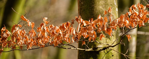 Fujifilm Fujinon 100-400 mm f/4,5 – 5,6