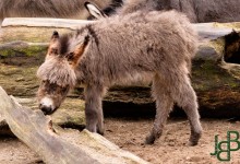 Dit vond ik zo’n schatje!