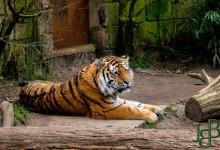 18-03-2016-267-Dierenpark-Amersfoort.jpg