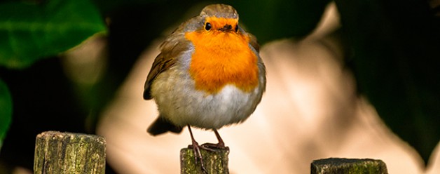 Fujinon 100-400 mm objectief, 100% weergaven