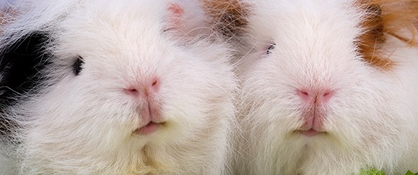 Bert en Ernie worden groot