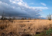 01-03-2017 016 Oostvaardersplassen