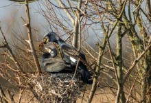 01-03-2017 062 Oostvaardersplassen