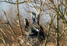 01-03-2017 065 Oostvaardersplassen