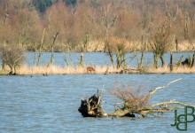 En ook nog een hertje :-)