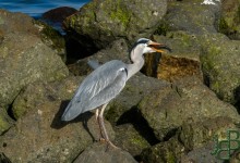 Dit was het grootste visje, ook de eerste overigens