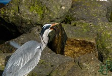 06-03-2017 057 Vogels langs de dijk
