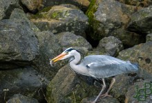 06-03-2017 073 Vogels langs de dijk