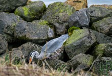 06-03-2017 092 Vogels langs de dijk