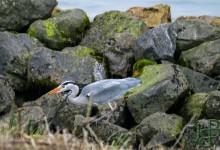 06-03-2017 094 Vogels langs de dijk